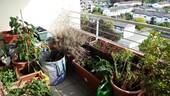 Balkon in voller Blüte - 3 Zimmer Etagenwohnung in Kornwestheim