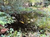 Koi-Teich.jpg - 
