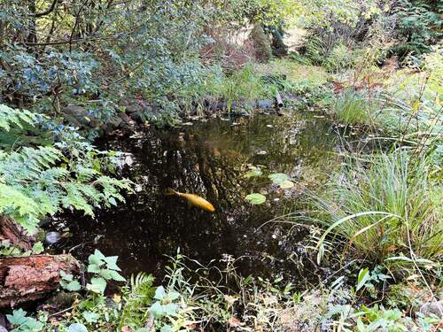 Koi-Teich.jpg - 