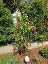 Garten II.jpg - EINFAMILIENHAUS MIT SONNIGEM UND GROßEM GARTEN