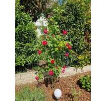 EINFAMILIENHAUS MIT SONNIGEM UND GROßEM GARTEN - Kleinostheim