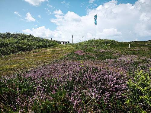 Detail Heide - 