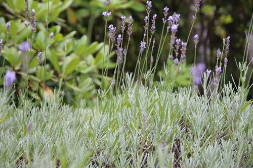 GARTENDETAIL - 