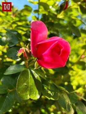 .. schöner, überschaubarer Garten ! - 