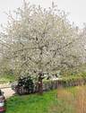 Kirschbaumblüte - 