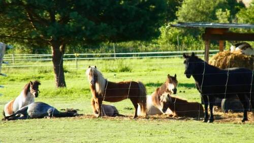 Pferdekoppel - Bauernhaus, Landhaus mit 389,00 m² in Kleinzerlang zum Kaufen