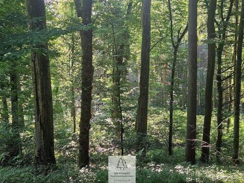 waldverkauf-krumbach_10.jpg - 