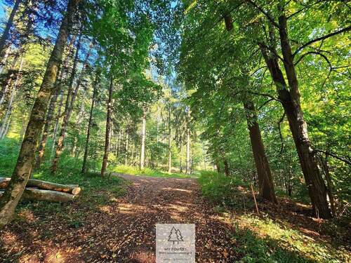 waldverkauf-krumbach.jpg - Einfamilienhaus zum Kaufen in Ursberg