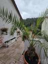 Balkon Aussicht - 6 Zimmer Einfamilienhaus zum Kaufen in Horb am Neckar