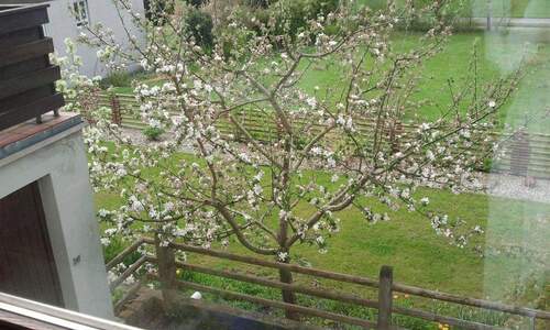 Blick auf den blühenden Baum - 9 Zimmer Mehrfamilienhaus, Wohnhaus in Eichstätt