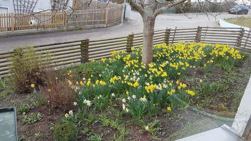 Walnussbaum Frühling - 