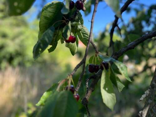 IMG_4811 - Dreifamilienhaus mit großem Grundstück in Wernigerode!