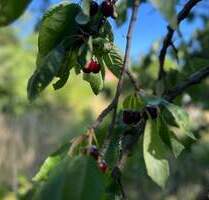 Dreifamilienhaus mit großem Grundstück in Wernigerode!