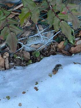 PHOTO-2026-01-21-14-43-10_1 - Grundstück in Chemnitz zum Kaufen