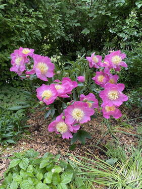Sommerliche Blütenpracht - Mehrfamilienhaus, Wohnhaus mit 293,00 m² in Wölpinghausen zum Kaufen