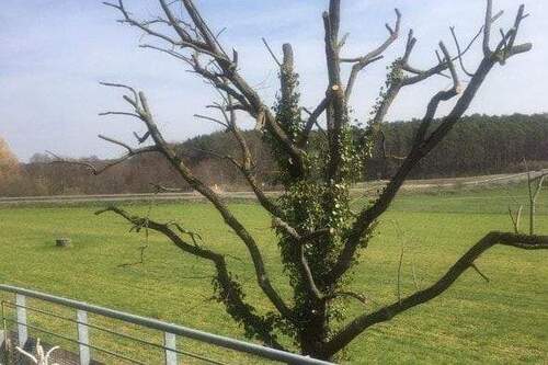 Aussicht mit Baum - 3 Zimmer Etagenwohnung zur Miete in Forchheim