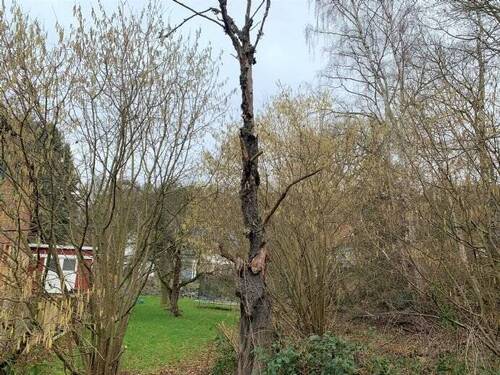 Bild 4 - Grundstück in Kaufungen