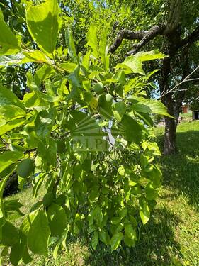 image00006 - 