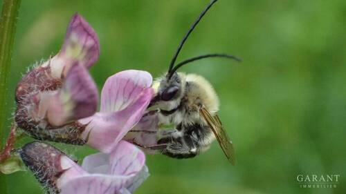 11 Seltene Wildbienen - 