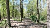 Heinrich-Laehr-Park hinter dem Haus im Frühling - 