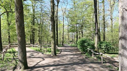 Heinrich-Laehr-Park hinter dem Haus im Frühling - 