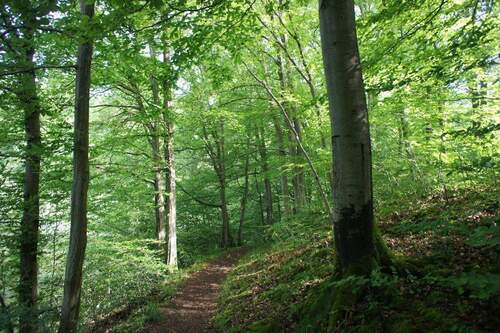 Wege am Dieksee, Sommer - 