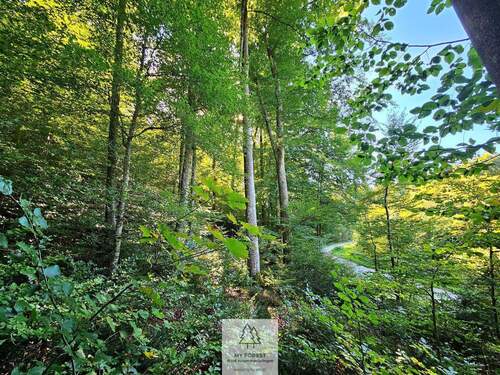 waldverkauf-baierbrunn_11.jpg - 