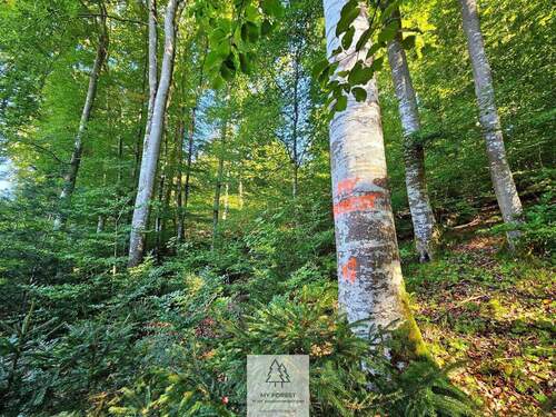 waldverkauf-baierbrunn_12.jpg - 