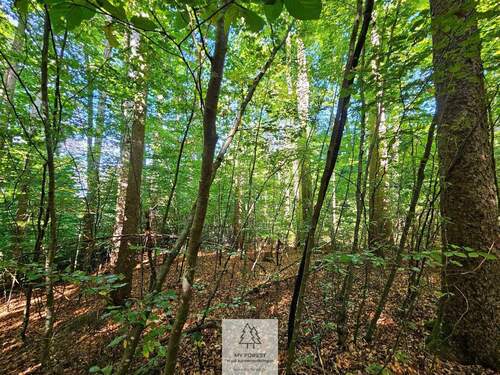 waldverkauf-baierbrunn_13.jpg - 