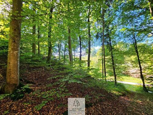 waldverkauf-baierbrunn_19.jpg - 