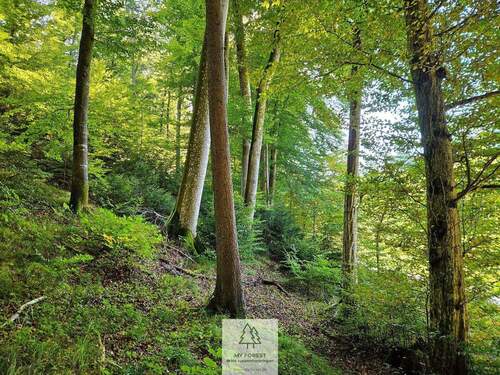 waldverkauf-baierbrunn.jpg - Grundstück zum Kaufen in Baierbrunn