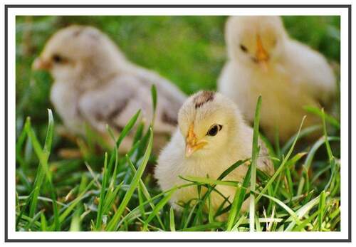 Herzlich Willkommen, sagt Hensel Immobilien! :) - PERFEKT für Singles & Pärchen: Wohnidylle mit EBK, Balkon & Fußbodenheizung!