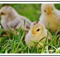 PERFEKT für Singles & Pärchen: Wohnidylle mit EBK, Balkon & Fußbodenheizung! - Berlin Französisch Buchholz