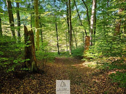 waldverkauf-baierbrunn_10.jpg - 