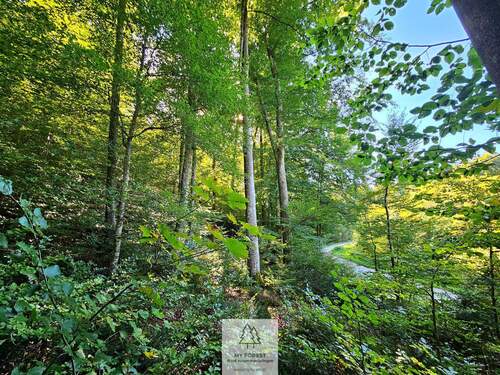 waldverkauf-baierbrunn_11.jpg - 