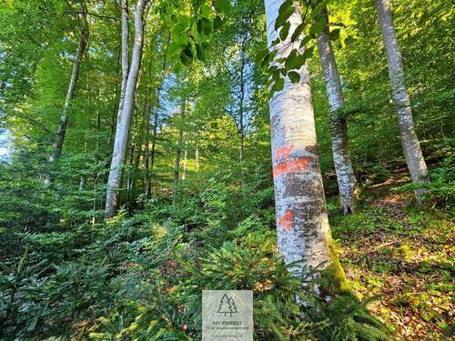 waldverkauf-baierbrunn_12.jpg - 