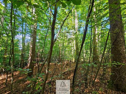waldverkauf-baierbrunn_13.jpg - 