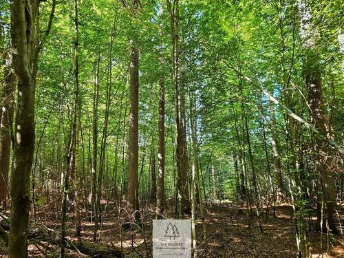 waldverkauf-baierbrunn_14.jpg - 