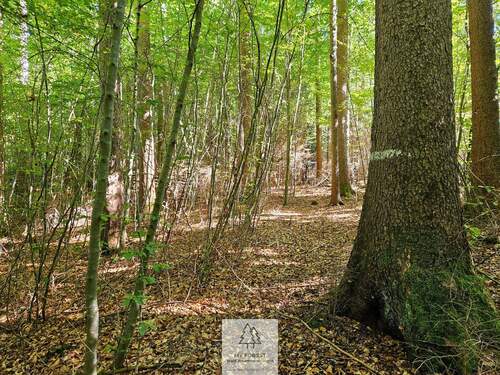 waldverkauf-baierbrunn_15.jpg - 