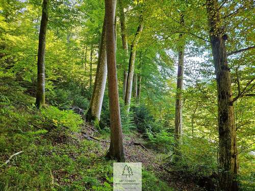 waldverkauf-baierbrunn.jpg - Grundstück zum Kaufen in Baierbrunn