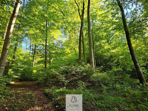 waldverkauf-baierbrunn_05.jpg - 