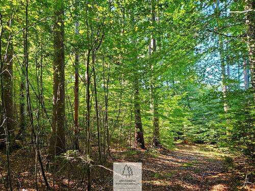 waldverkauf-baierbrunn_07.jpg - 