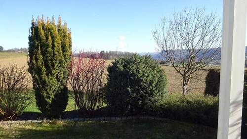 Pflanzen zurückschneiden - 