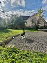  lockt auch Besuch auf sanften Pfoten - 