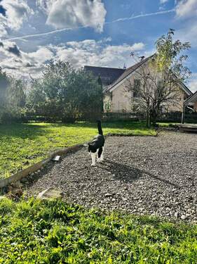  lockt auch Besuch auf sanften Pfoten - 