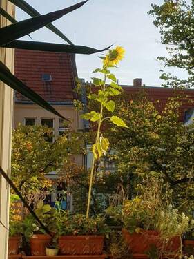 Balkon - 7 Zimmer Etagenwohnung zum Kaufen in Berlin