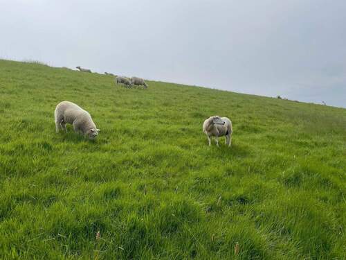 Schafe trifft man überall auf Eiderstedt - 