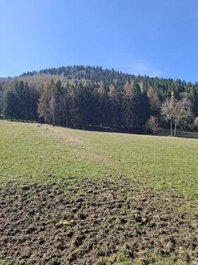Blick zum Wald und Wiese - 5 Zimmer Einfamilienhaus in Waltersdorf