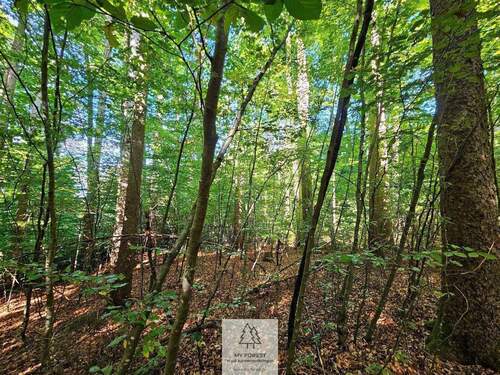 waldverkauf-baierbrunn_13.jpg - 