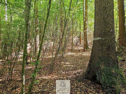 waldverkauf-baierbrunn_15.jpg - 